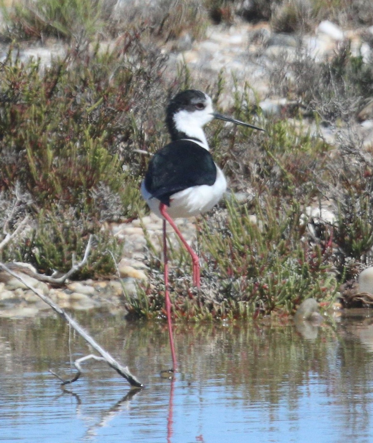 **Black-winged Stilt (Himantopus himantopus)**. Another migratory species that breeds primarily in southern Europe  but it's range has been expanding in recent decades to the extent that a few are now breeding in the UK. In 2023 10 breeding pairs were reported. 